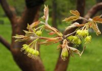 Acer griseum (Szürke juhar)