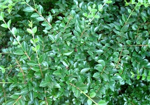 Ligustrum jonandrum/delavayanum 