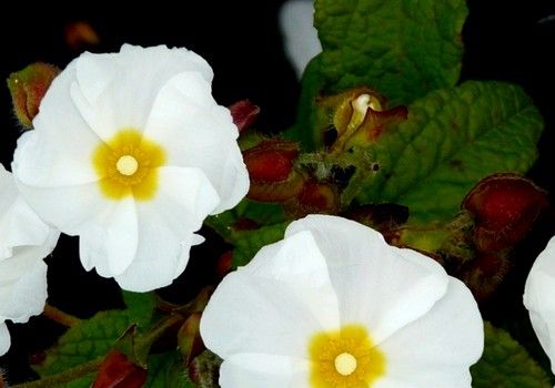 Cistus x corbariensis (Hófehér szuhar)