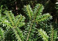 Abies firma (Momi jegenyefenyő)