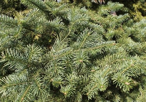 Abies lasiocarpa  (Sziklás-hegységi jegenyefenyő)
