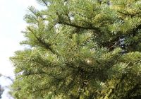  - Kattinson a nagyobb méretért