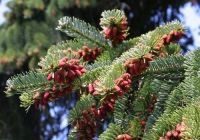  - Kattinson a nagyobb méretért