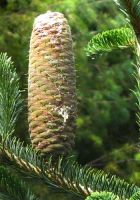  - Kattinson a nagyobb méretért