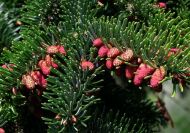 Abies nordmanniana (Kaukázusi jegenyefenyő) 30-40 cm
