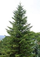  - Kattinson a nagyobb méretért