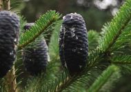 Abies spectabilis (Kelet-himalájai jegenyefenyő)