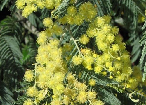 Acacia dealbata (Ezüst akácia)