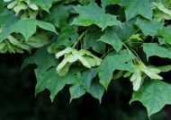 Acer cappadocicum ssp. sinicum (Pontusi juhar)