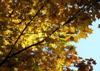  - Kattinson a nagyobb méretért