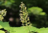Acer glabrum var. douglasii (Duglász juhar)
