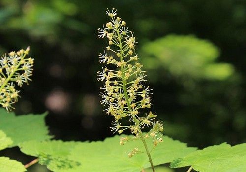 Acer glabrum var. douglasii (Duglász juhar)