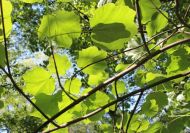 Acer opalus var. obtusiloba (Opáljuhar)