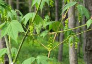 Acer pennsylvanicum (Pennsylvaniai juhar)