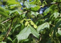  - Kattinson a nagyobb méretért