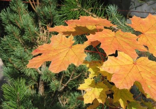 Acer saccharum (Cukorjuhar)