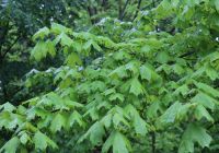  - Kattinson a nagyobb méretért