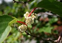  - Kattinson a nagyobb méretért