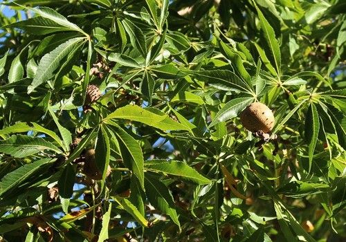 Aesculus arguta (Texaszi vadgesztenye)