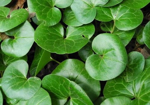 Asarum europaeum (Kereklevelű kapotnyak)