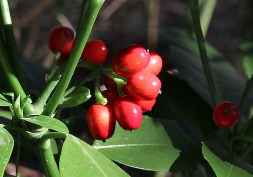 Aucuba japonica (zöld)