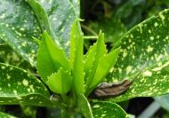 Aucuba japonica 'Variegata' (Tarkalevelű japán babérsom)