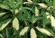 Aucuba japonica 'Picturata' (Aranyfoltos japán babérsom)