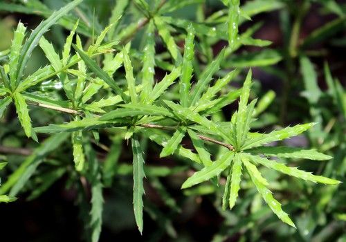 Berberis panlanensis