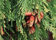 Calocedrus decurrens (Kaliforniai gyantásciprus)