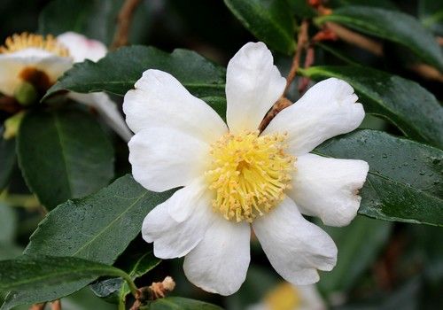 Camellia sasanqua 'Cleopatra' (Kleopátra kamélia)