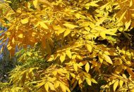 Carya cordiformis (Keserű hikoridió)