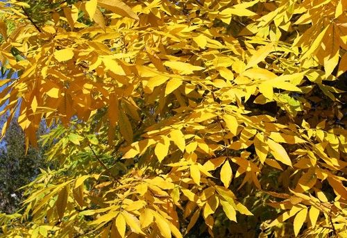 Carya cordiformis (Keserű hikoridió)