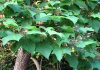 Catalpa ovata (Karélyoslevelű szivarfa)