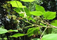  - Kattinson a nagyobb méretért