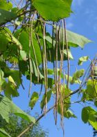  - Kattinson a nagyobb méretért