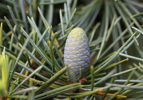 Cedrus deodara (Himalájai cédrus)