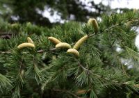  - Kattinson a nagyobb méretért