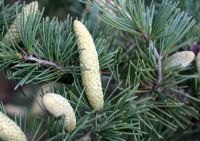  - Kattinson a nagyobb méretért