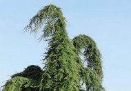 Cedrus deodara 'Pendula' (Csüngő himalájai cédrus)