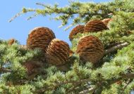 Cedrus libani (Libanoni cédrus) - nagy