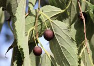Celtis australis (Déli ostorfa)