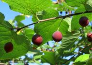 Celtis douglasii (Douglas ostorfa)