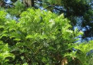 Cephalotaxus harringtonii (fejestiszafa)