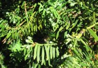  - Kattinson a nagyobb méretért