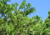  - Kattinson a nagyobb méretért