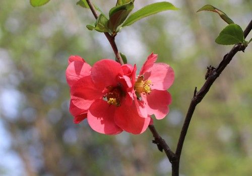 Chaenomeles speciosa (Japánbirs)