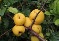  - Kattinson a nagyobb méretért