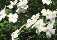 Cornus florida (Virágos som)