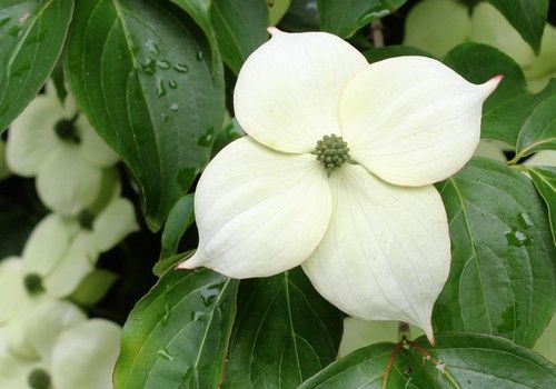 Cornus kousa var. chinensis (Kínai csillagsom) 