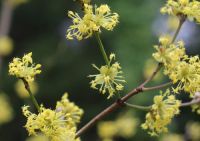  - Kattinson a nagyobb méretért